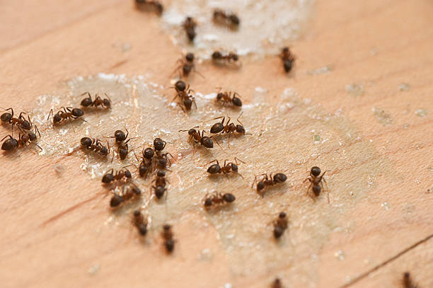 Best Termite Control Services  in Rutherford, PA
